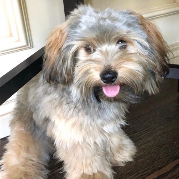 Meet your Posher, Mandy - Picture 1 of 1